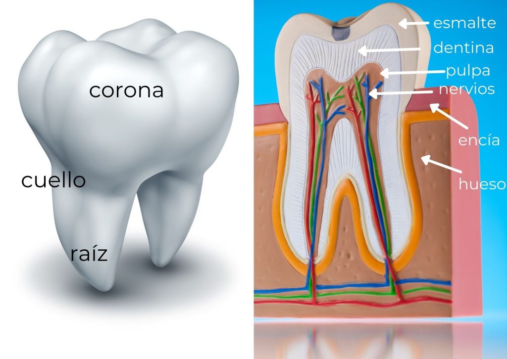 Imagen de diente que expone las distintas partes que lo componen. 