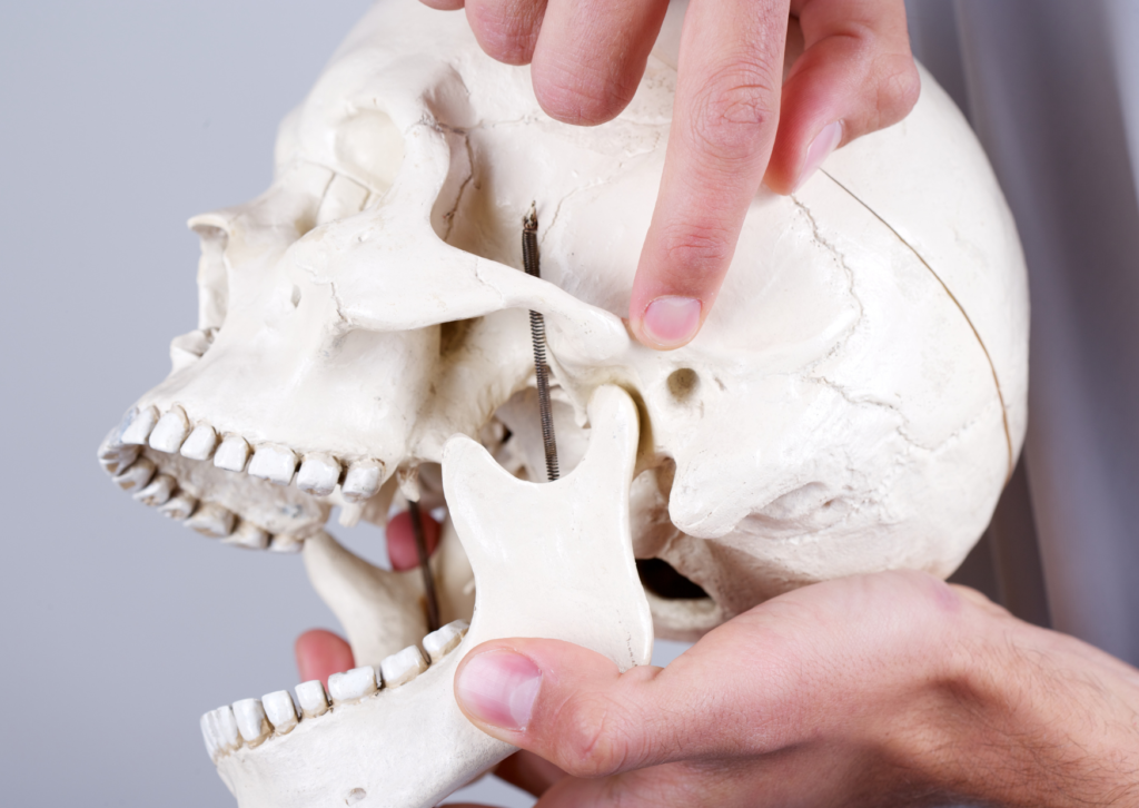 Doctor explica utilizando una calavera de plástico dónde se ubica la articulación temporo-mandibular